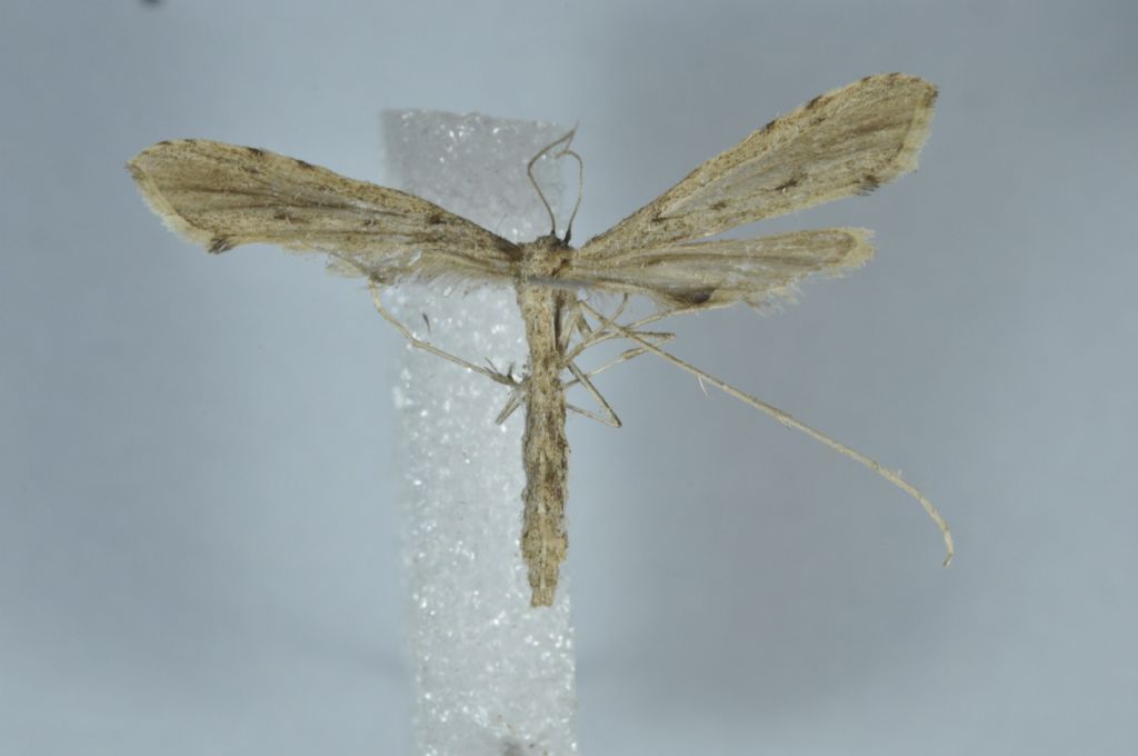 due Pterophoridae da Malta